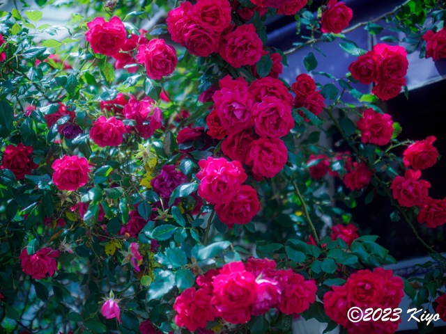 O5060477-ORF_DxO_DeepPRIMEXD_CameraRAW2_signed.jpg