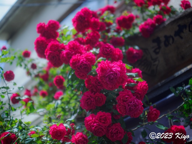 O5060479-ORF_DxO_DeepPRIMEXD_CameraRAW2_signed.jpg