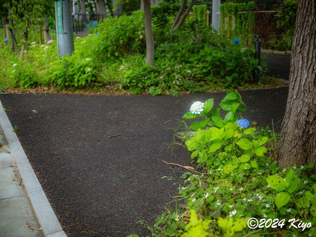 O5281903-ORF_DxO_DeepPRIMEXD_CameraRAW2_signed.jpg