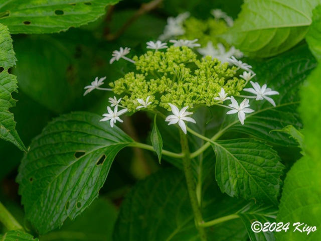 O5281956-ORF_DxO_DeepPRIMEXD_CameraRAW2_signed.jpg