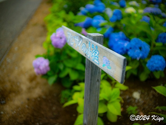O5282015-ORF_DxO_DeepPRIMEXD_CameraRAW2_signed.jpg
