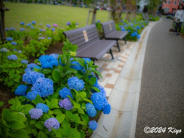 O5282017-ORF_DxO_DeepPRIMEXD_CameraRAW2_signed.jpg