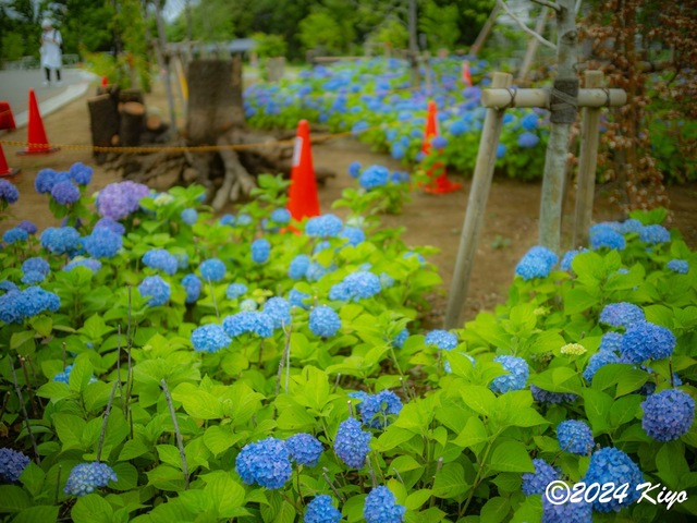 O5282025-ORF_DxO_DeepPRIMEXD_CameraRAW2_signed.jpg