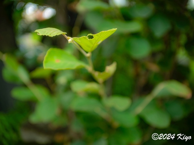 O6152234-ORF_DxO_DeepPRIMEXD_CameraRAW2_signed.jpg