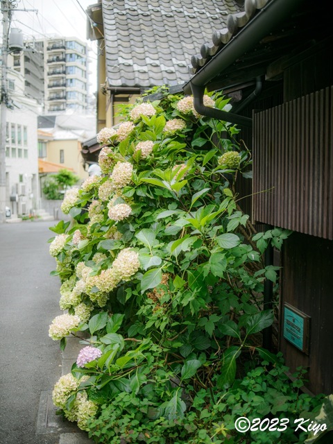O6241188-ORF_DxO_DeepPRIMEXD_CameraRAW2_signed.jpg
