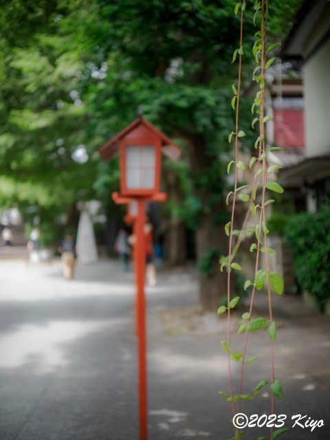 O6241215-ORF_DxO_DeepPRIMEXD_CameraRAW2_signed.jpg