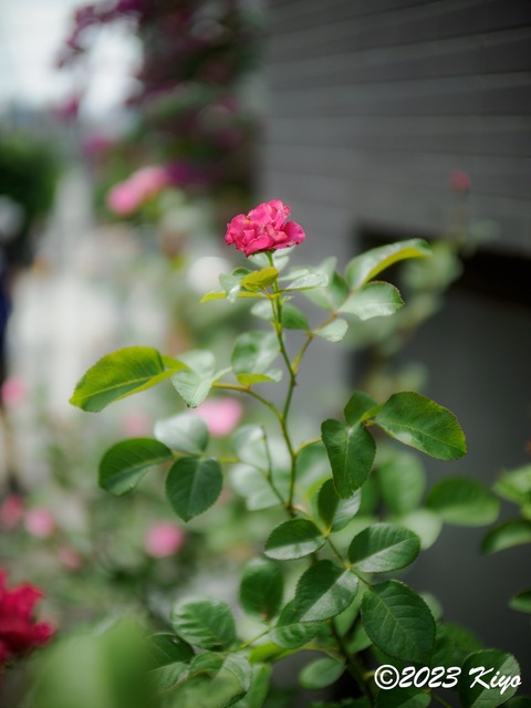 O6241242-ORF_DxO_DeepPRIMEXD_CameraRAW2_signed.jpg