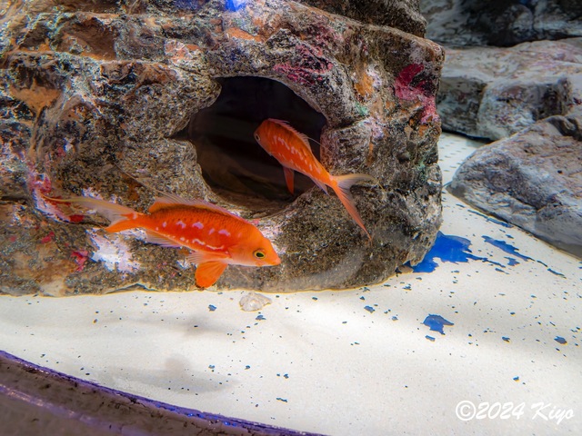 O7202887-ORF-DxO_DeepPRIME XD2_CameraRAW2_signed.jpg