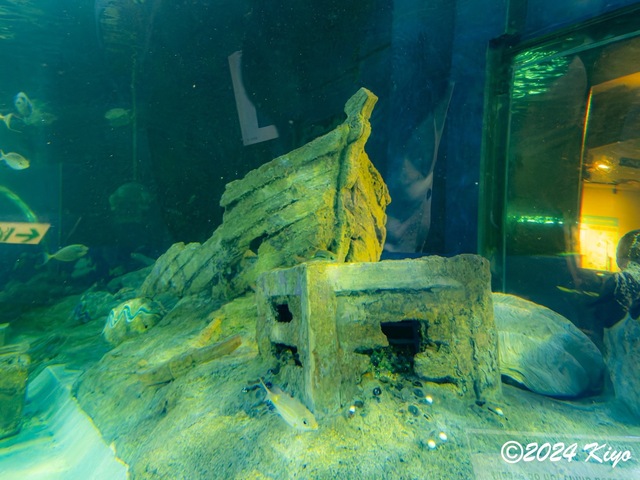 O7202909-ORF-DxO_DeepPRIME XD2_CameraRAW2_signed.jpg