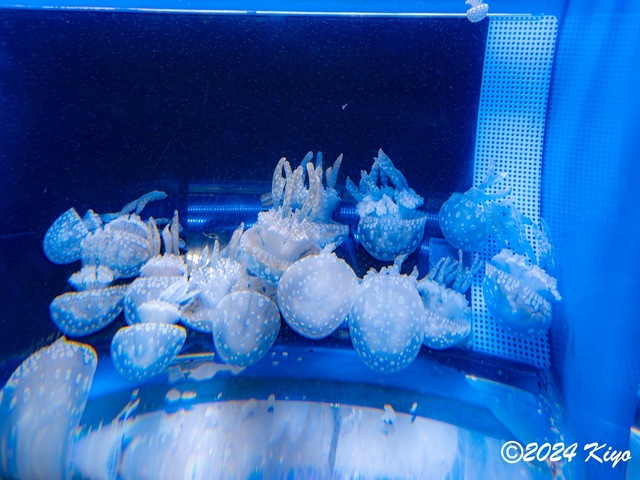 O7202921-ORF-DxO_DeepPRIME XD2_CameraRAW2_signed.jpg