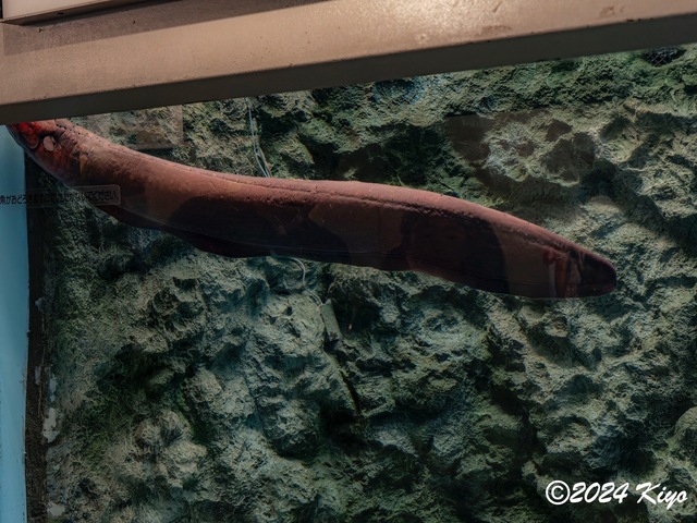 O7202952-ORF-DxO_DeepPRIME XD2_CameraRAW2_signed.jpg