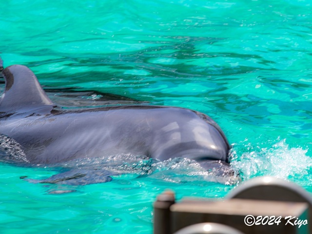 O7202971-ORF-DxO_DeepPRIME XD2_CameraRAW2_signed.jpg