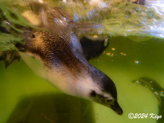 O7203080-ORF-DxO_DeepPRIME XD2_CameraRAW2_signed.jpg