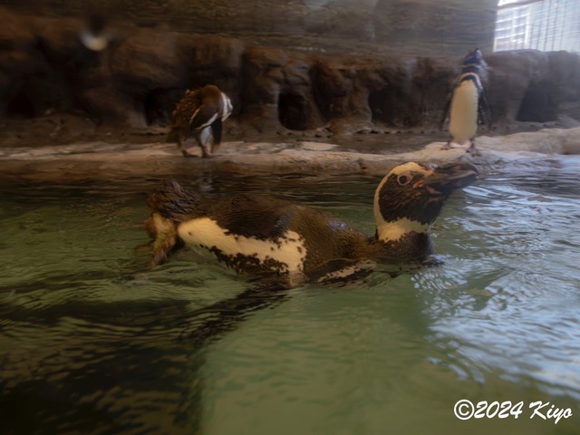 O7203084-ORF-DxO_DeepPRIME XD2_CameraRAW2_signed.jpg