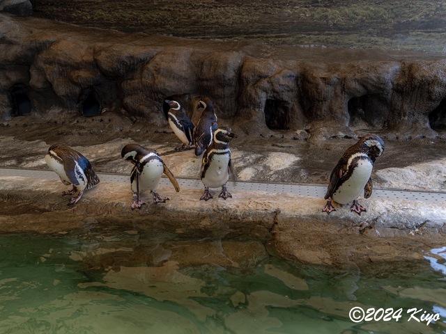O7203091-ORF-DxO_DeepPRIME XD2_CameraRAW2_signed.jpg