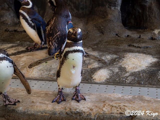 O7203092-ORF-DxO_DeepPRIME XD2_CameraRAW2_signed.jpg