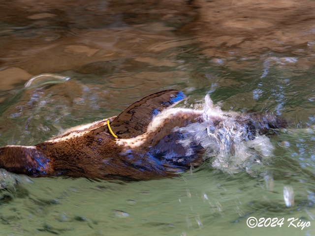 O7203094-ORF-DxO_DeepPRIME XD2_CameraRAW2_signed.jpg