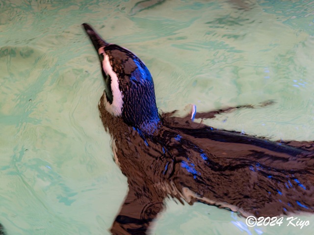 O7203097-ORF-DxO_DeepPRIME XD2_CameraRAW2_signed.jpg