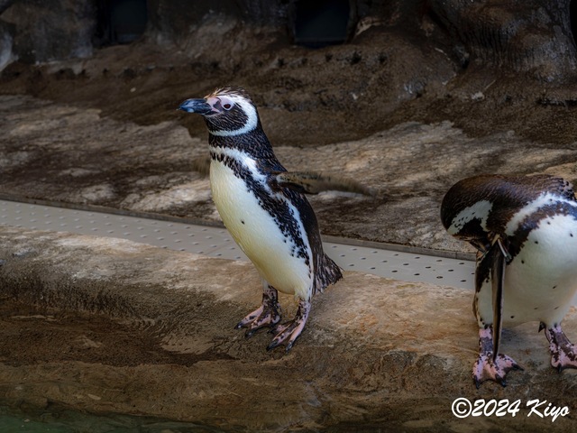 O7203099-ORF-DxO_DeepPRIME XD2_CameraRAW2_signed.jpg