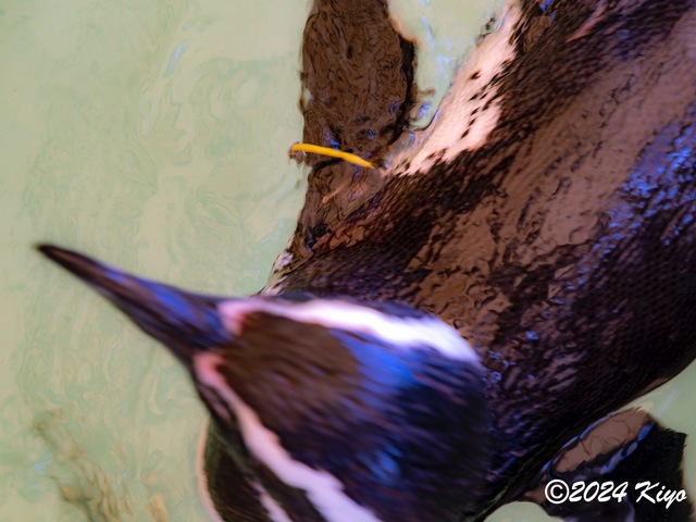 O7203101-ORF-DxO_DeepPRIME XD2_CameraRAW2_signed.jpg