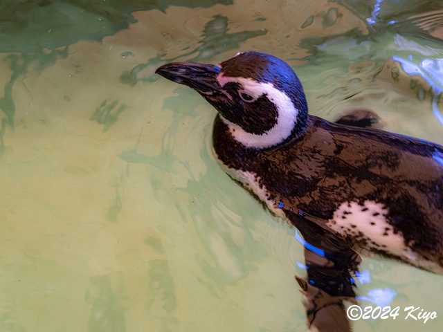 O7203104-ORF-DxO_DeepPRIME XD2_CameraRAW2_signed.jpg