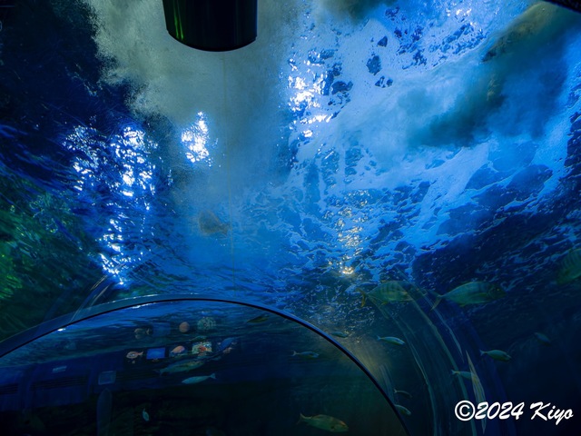 O7203119-ORF-DxO_DeepPRIME XD2_CameraRAW2_signed.jpg