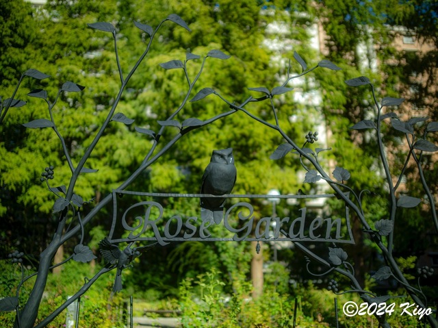 O9153881-ORF-DxO_DeepPRIME XD2_CameraRAW2_signed.jpg