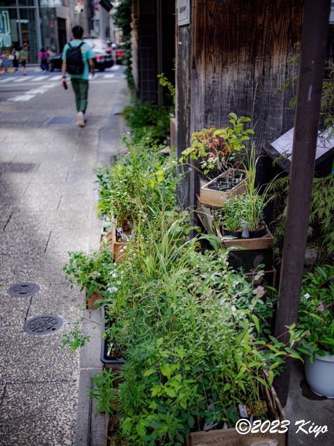 O9160828-ORF_DxO_DeepPRIMEXD_CameraRAW2_signed.jpg