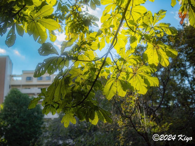 OA134596-ORF-DxO_DeepPRIME XD2_CameraRAW2_signed.jpg