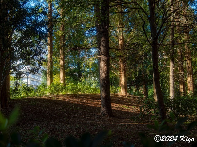 OA134603-ORF-DxO_DeepPRIME XD2_CameraRAW2_signed.jpg
