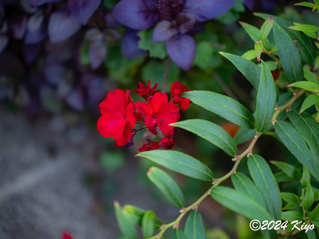 OA134652-ORF-DxO_DeepPRIME XD2_CameraRAW2_signed.jpg