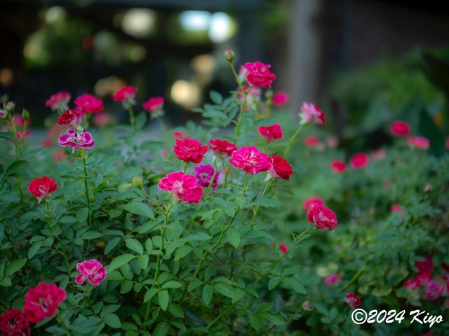 OA134663-ORF-DxO_DeepPRIME XD2_CameraRAW2_signed.jpg