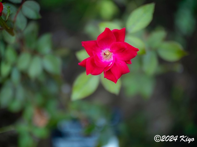 OA134667-ORF-DxO_DeepPRIME XD2_CameraRAW2_signed.jpg
