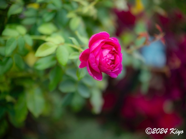 OA134696-ORF-DxO_DeepPRIME XD2_CameraRAW2_signed.jpg