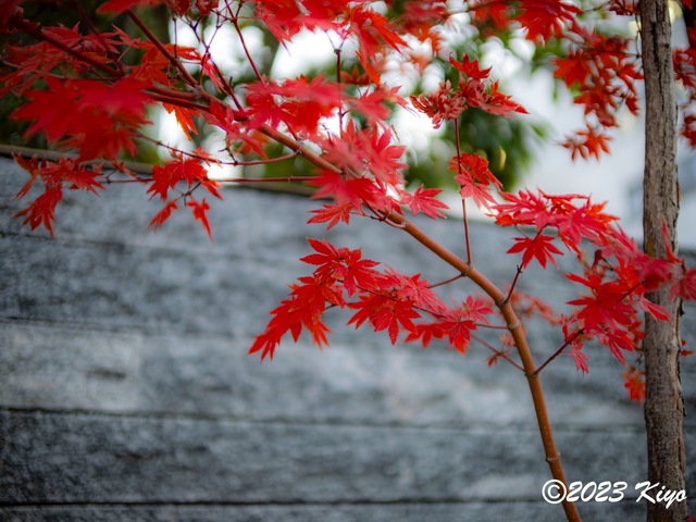 OC100498-ORF_DxO_DeepPRIMEXD_CameraRAW2_signed.jpg