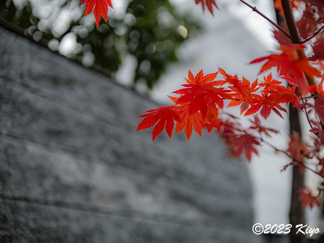 OC100500-ORF_DxO_DeepPRIMEXD_CameraRAW2_signed.jpg