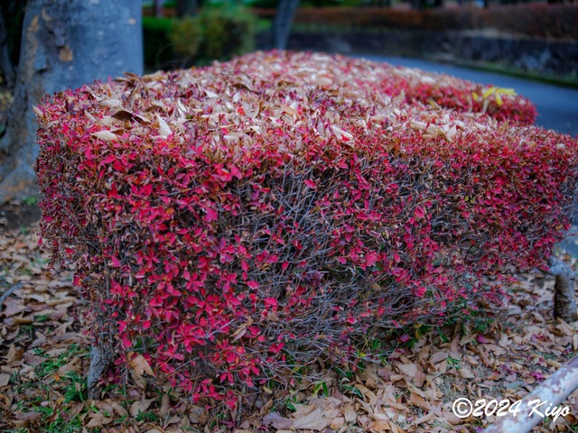 OC150827-ORF_DxO_DeepPRIMEXD_CameraRAW2_signed.jpg
