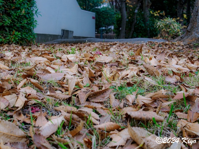 OC150829-ORF_DxO_DeepPRIMEXD_CameraRAW2_signed.jpg