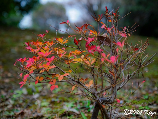 OC150833-ORF_DxO_DeepPRIMEXD_CameraRAW2_signed.jpg