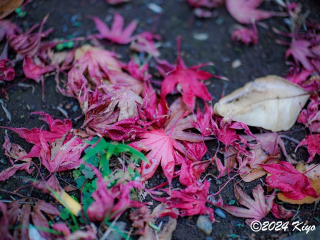 OC150836-ORF_DxO_DeepPRIMEXD_CameraRAW2_signed.jpg