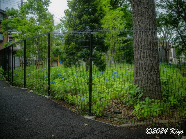 P5281841-ORF_DxO_DeepPRIMEXD_CameraRAW2_signed.jpg