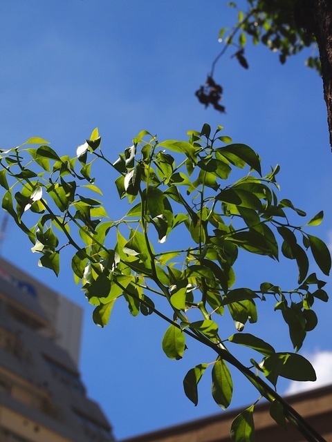 39154029_1280x960_補正済.jpg