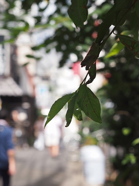 39174330_1280x960_補正済.jpg