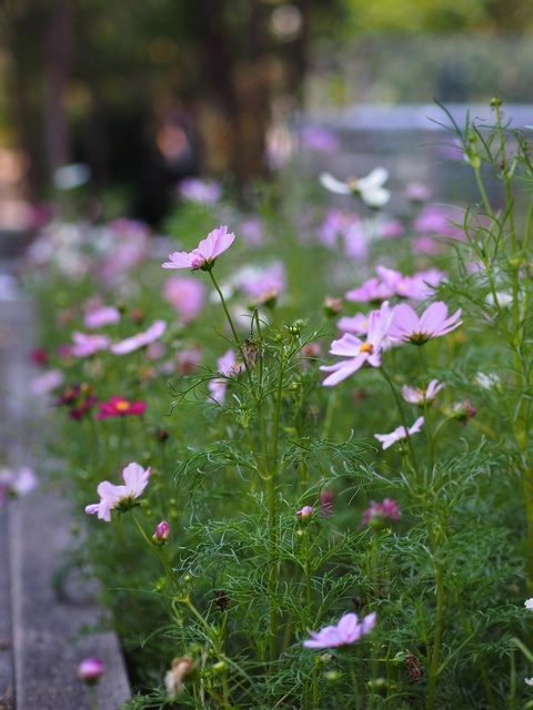 39285336_1280x960_補正済.jpg