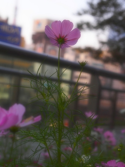 39285352_1280x960_補正済.jpg