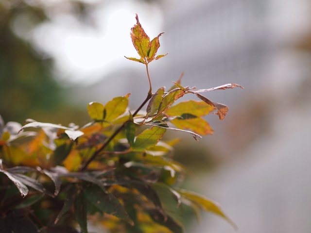 3A205785_1280x960_補正済.jpg