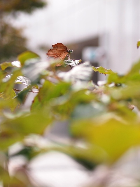 3A205791_1280x960_補正済.jpg