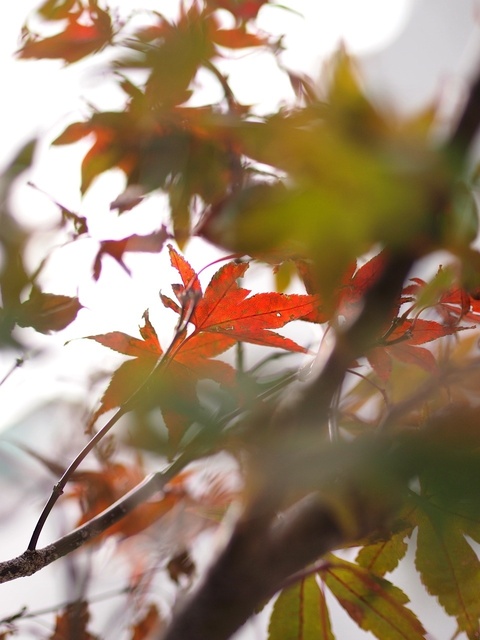 3A205792_1280x960_補正済.jpg