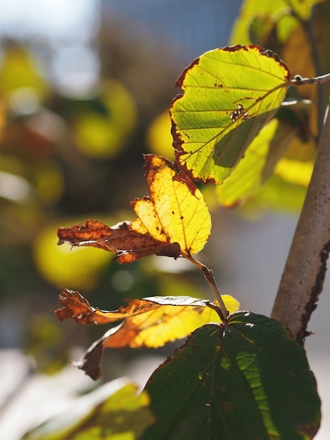 3A275990_1280x960_補正済.jpg
