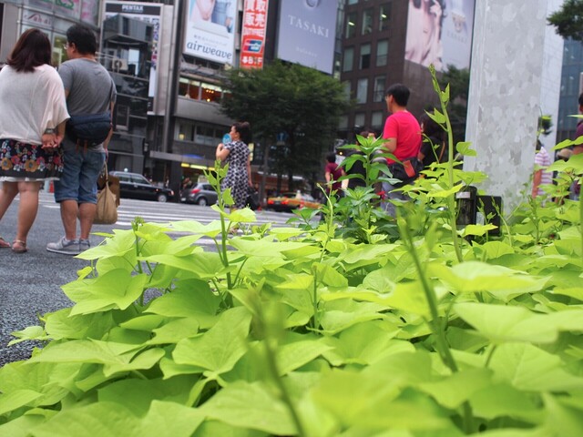 58254960_2048x1536_補正済.jpg
